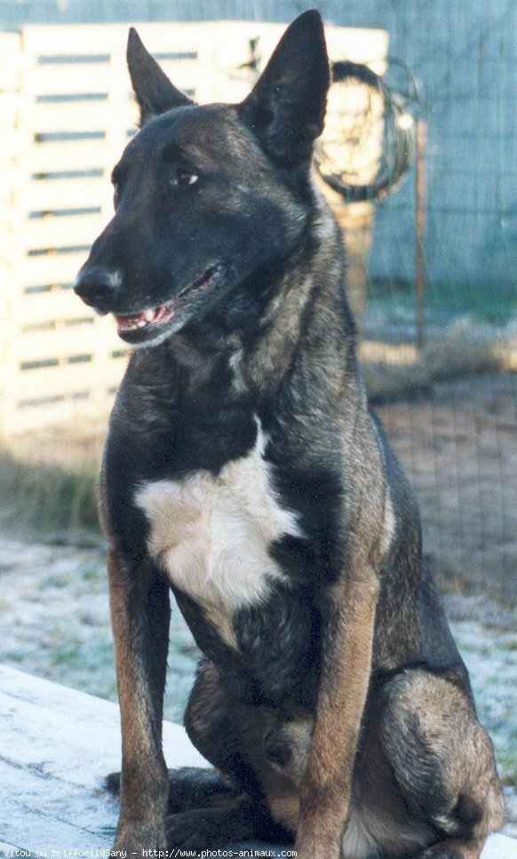 Photo de Berger belge malinois