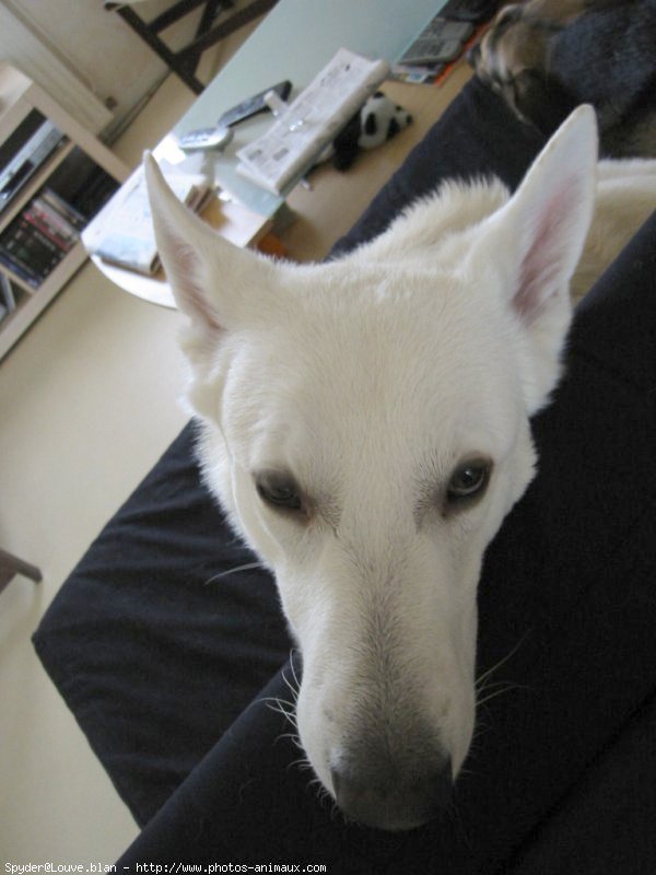 Photo de Berger blanc suisse