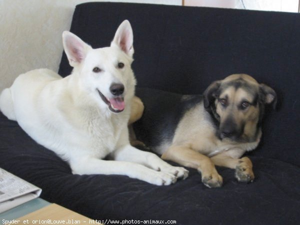 Photo de Berger blanc suisse