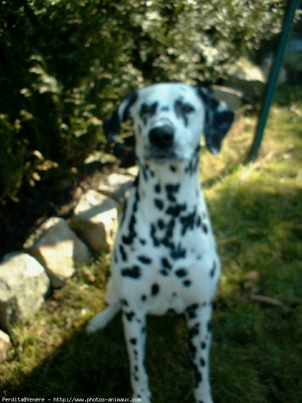 Photo de Dalmatien