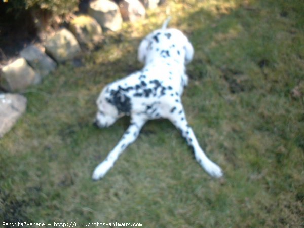 Photo de Dalmatien