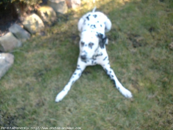 Photo de Dalmatien