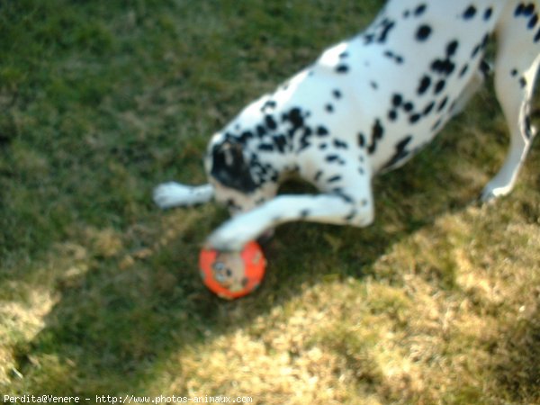 Photo de Dalmatien