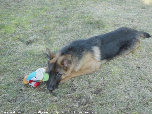 Photo de Berger allemand  poil court