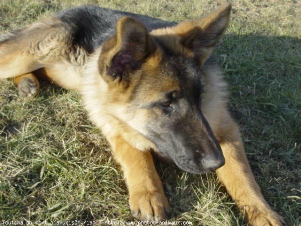 Photo de Berger allemand  poil court