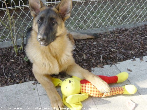 Photo de Berger allemand  poil court