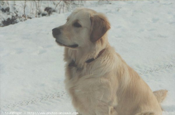 Photo de Golden retriever