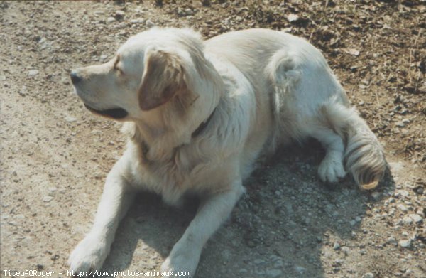 Photo de Golden retriever