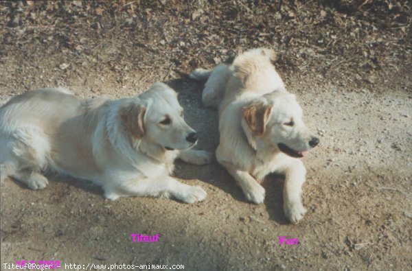 Photo de Golden retriever