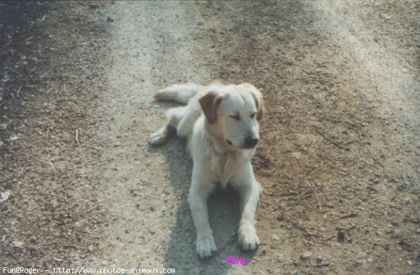 Photo de Golden retriever