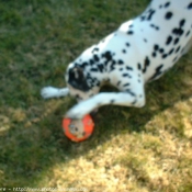 Photo de Dalmatien