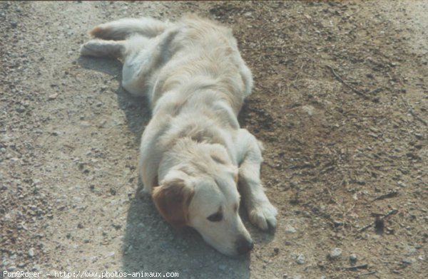 Photo de Golden retriever