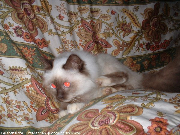 Photo de Sacr de birmanie