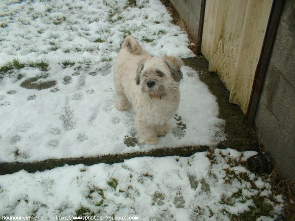 Photo de Lhassa apso