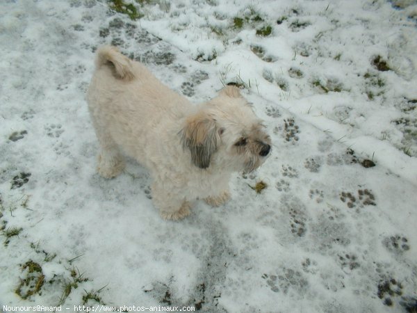 Photo de Lhassa apso