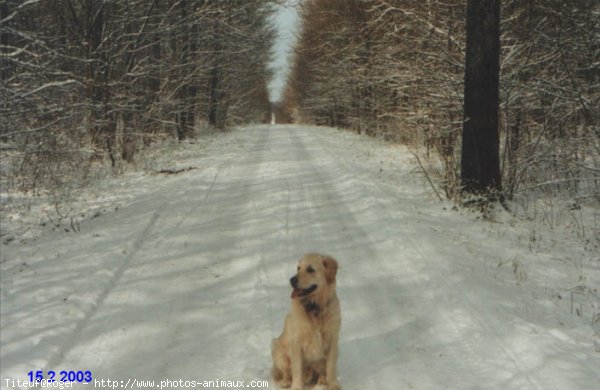 Photo de Golden retriever