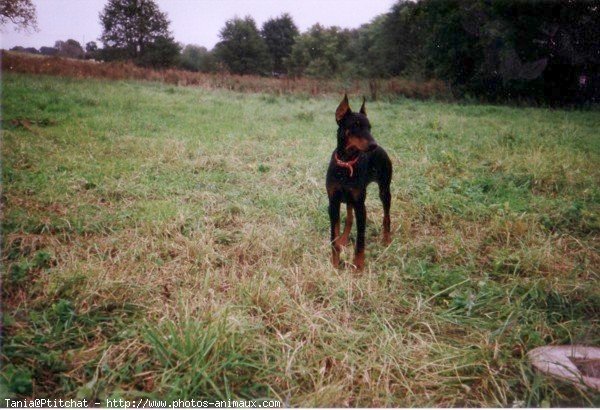 Photo de Dobermann