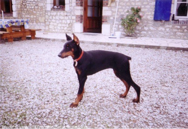 Photo de Dobermann