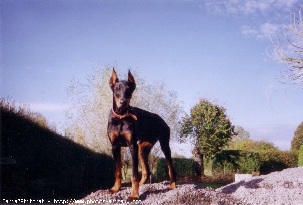 Photo de Dobermann