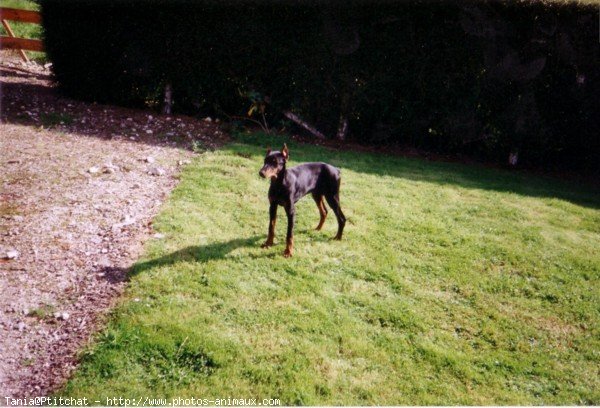 Photo de Dobermann