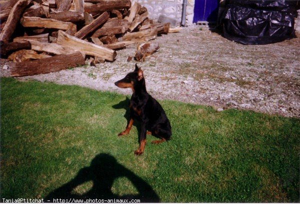 Photo de Dobermann