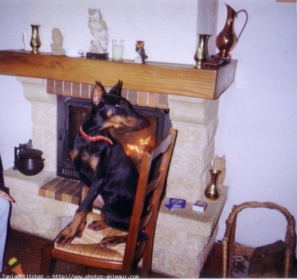 Photo de Dobermann