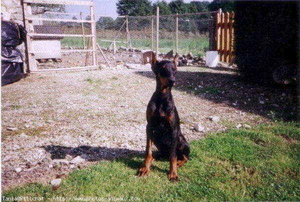 Photo de Dobermann