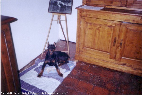 Photo de Dobermann