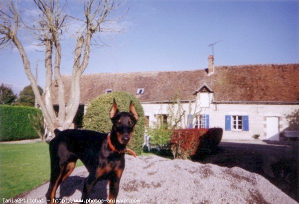 Photo de Dobermann