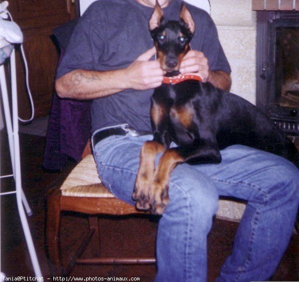 Photo de Dobermann