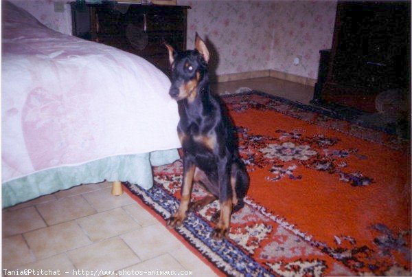 Photo de Dobermann