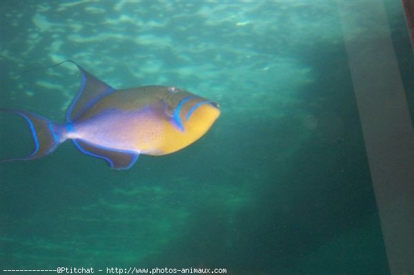 Photo de Poissons rouges