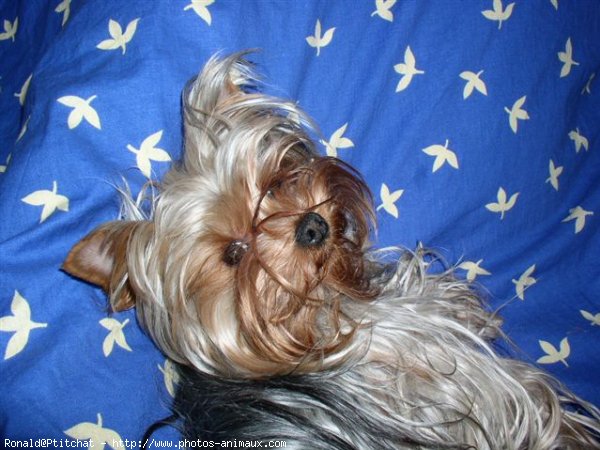 Photo de Yorkshire terrier