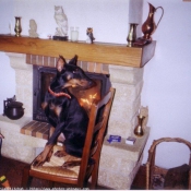 Photo de Dobermann