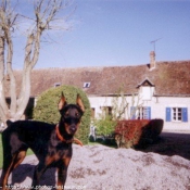 Photo de Dobermann