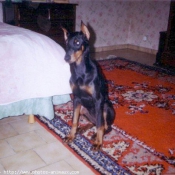 Photo de Dobermann