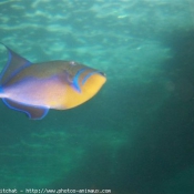 Photo de Poissons rouges