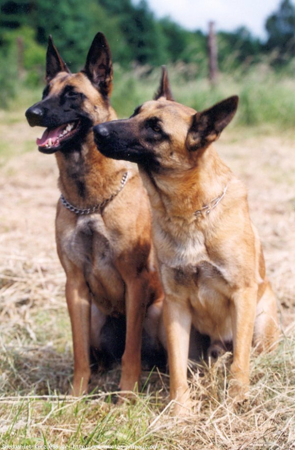 Photo de Berger belge malinois