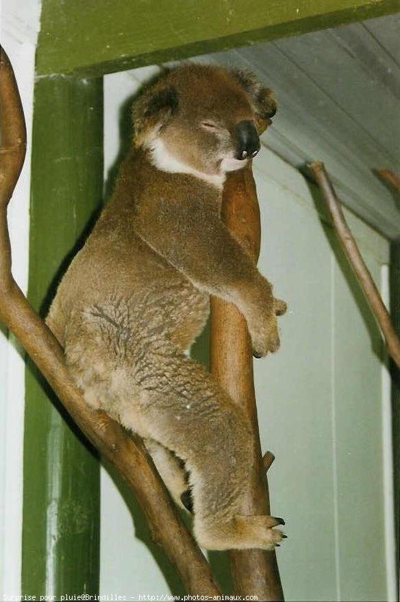 Photo de Koala