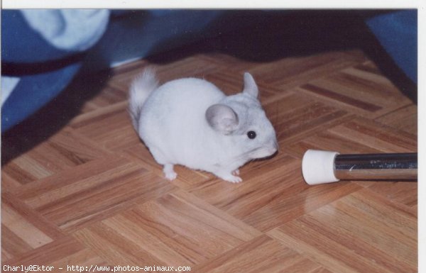 Photo de Chinchilla