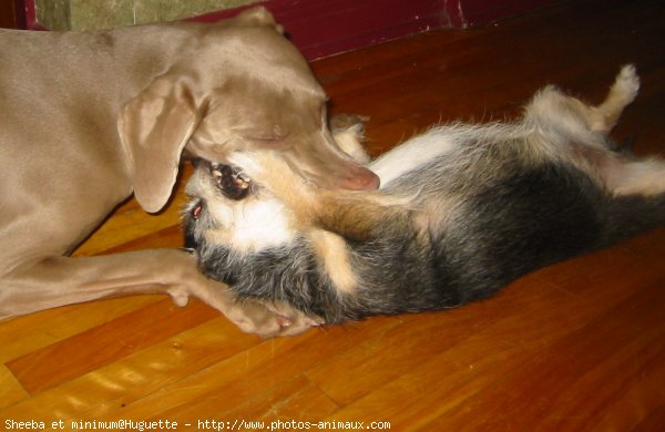 Photo de Races diffrentes