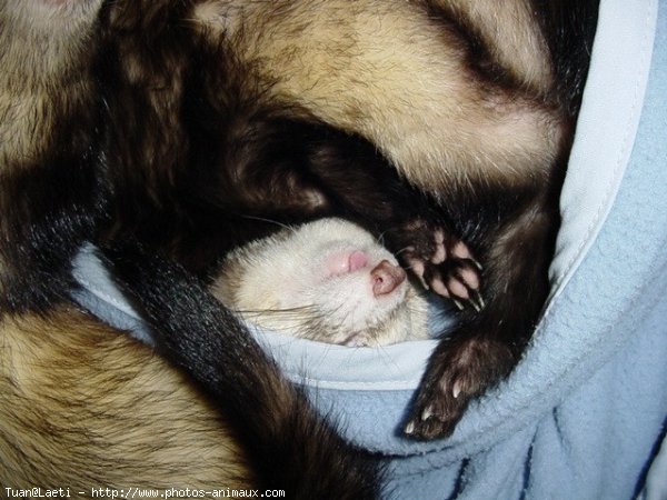 Photo de Furet