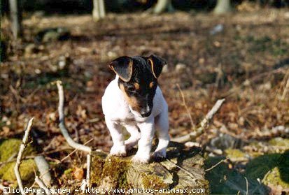 Photo de Jack russell terrier