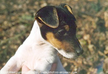 Photo de Jack russell terrier