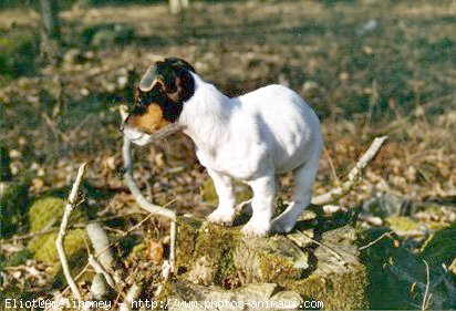 Photo de Jack russell terrier