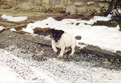 Photo de Jack russell terrier