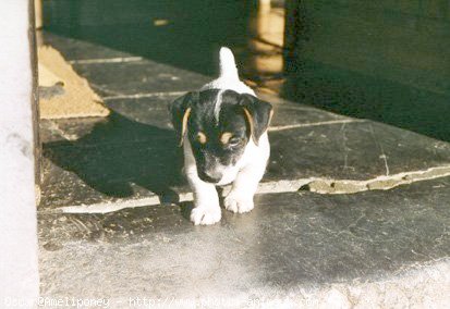 Photo de Jack russell terrier