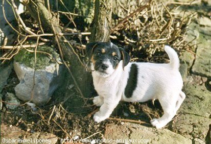 Photo de Jack russell terrier