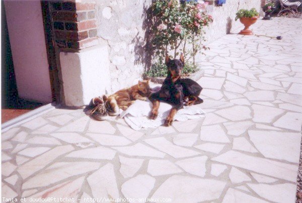 Photo de Dobermann