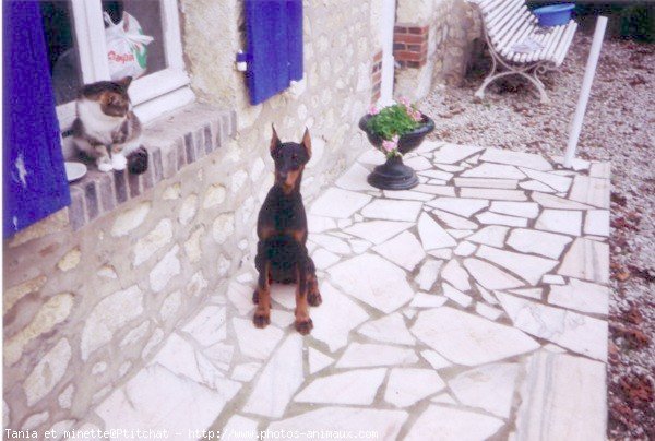 Photo de Dobermann